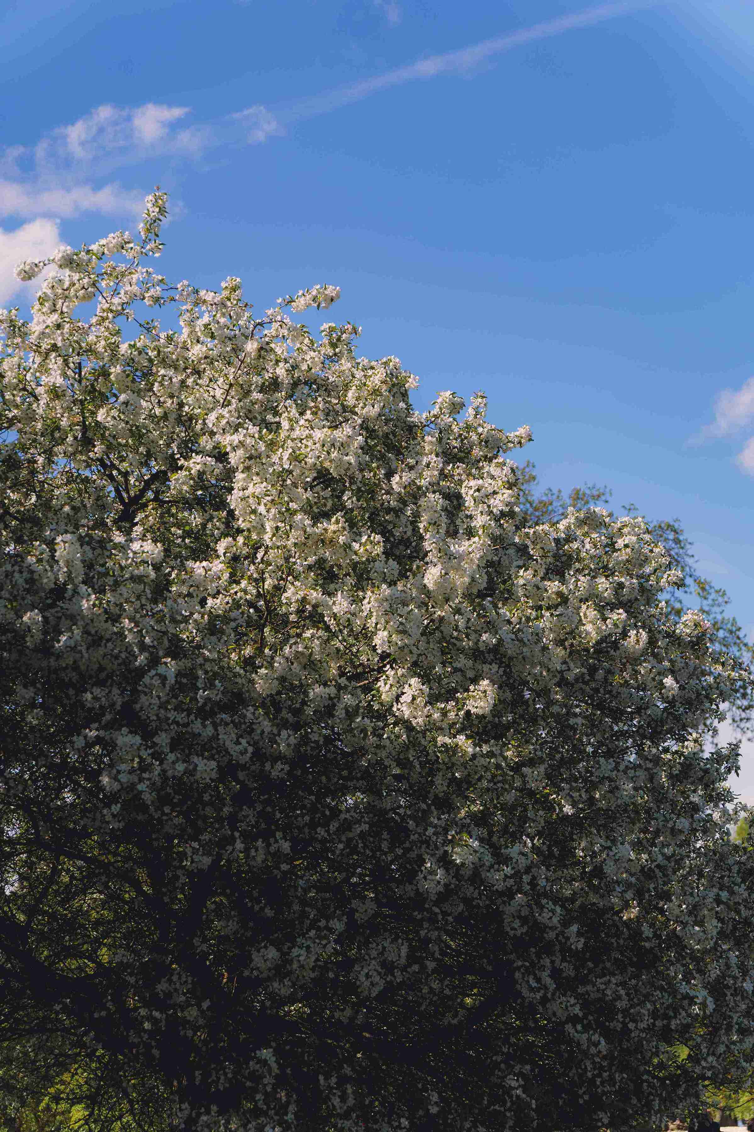 Cherry Blossom Tree (Variation)